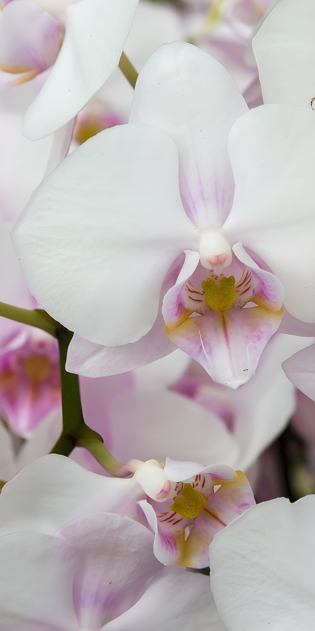 TPDE29930: Zarte Orchideenblüten im Detail