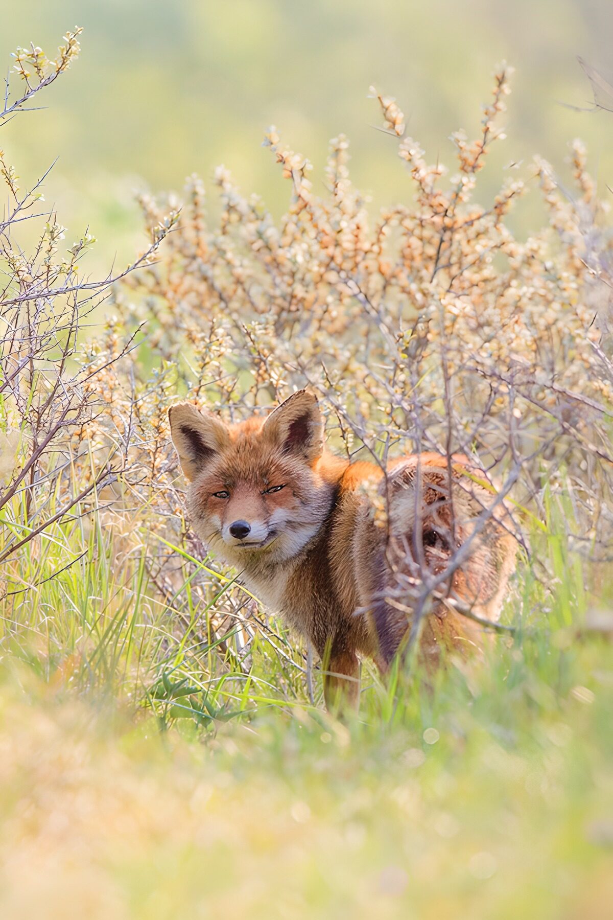 TPDE34234: Fuchs im Unterholz