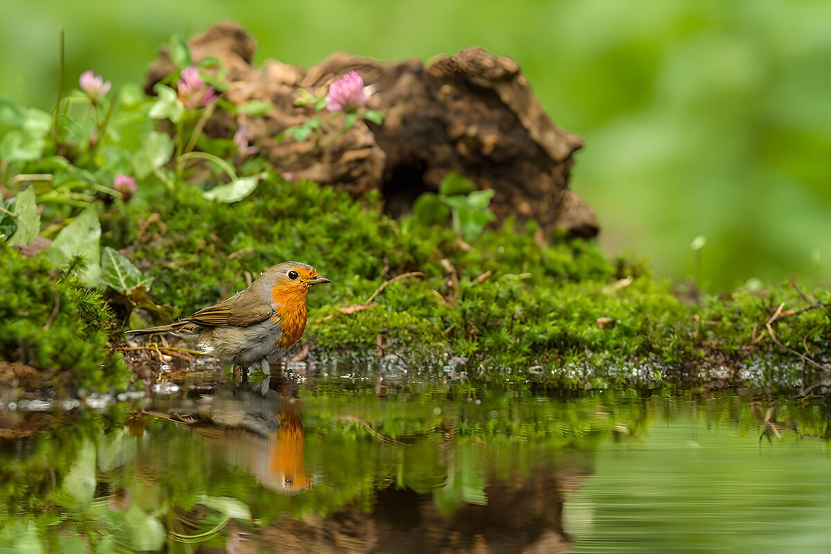 Rotkehlchen am Wasser
