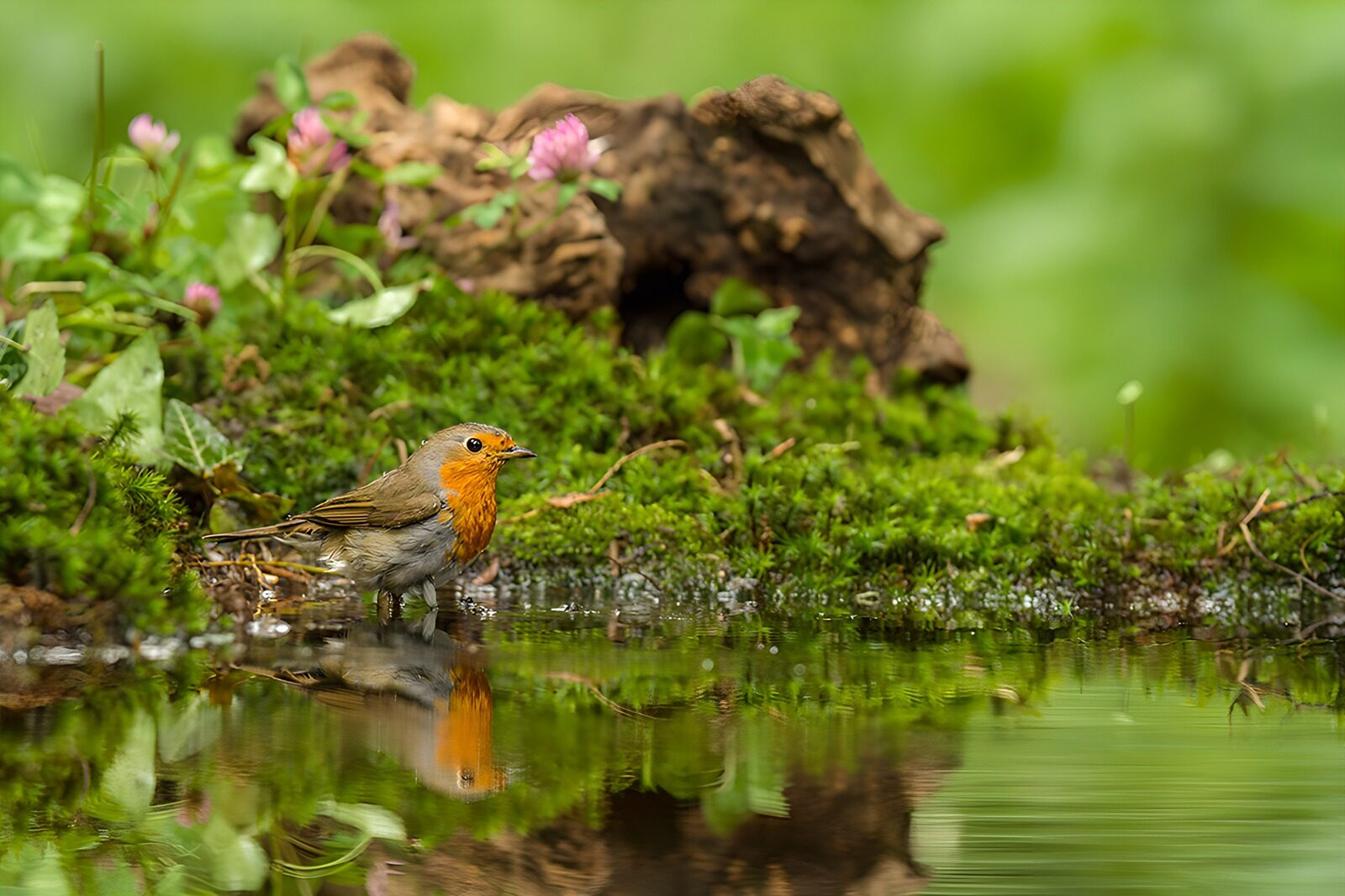TPDE61326: Rotkehlchen am Wasser
