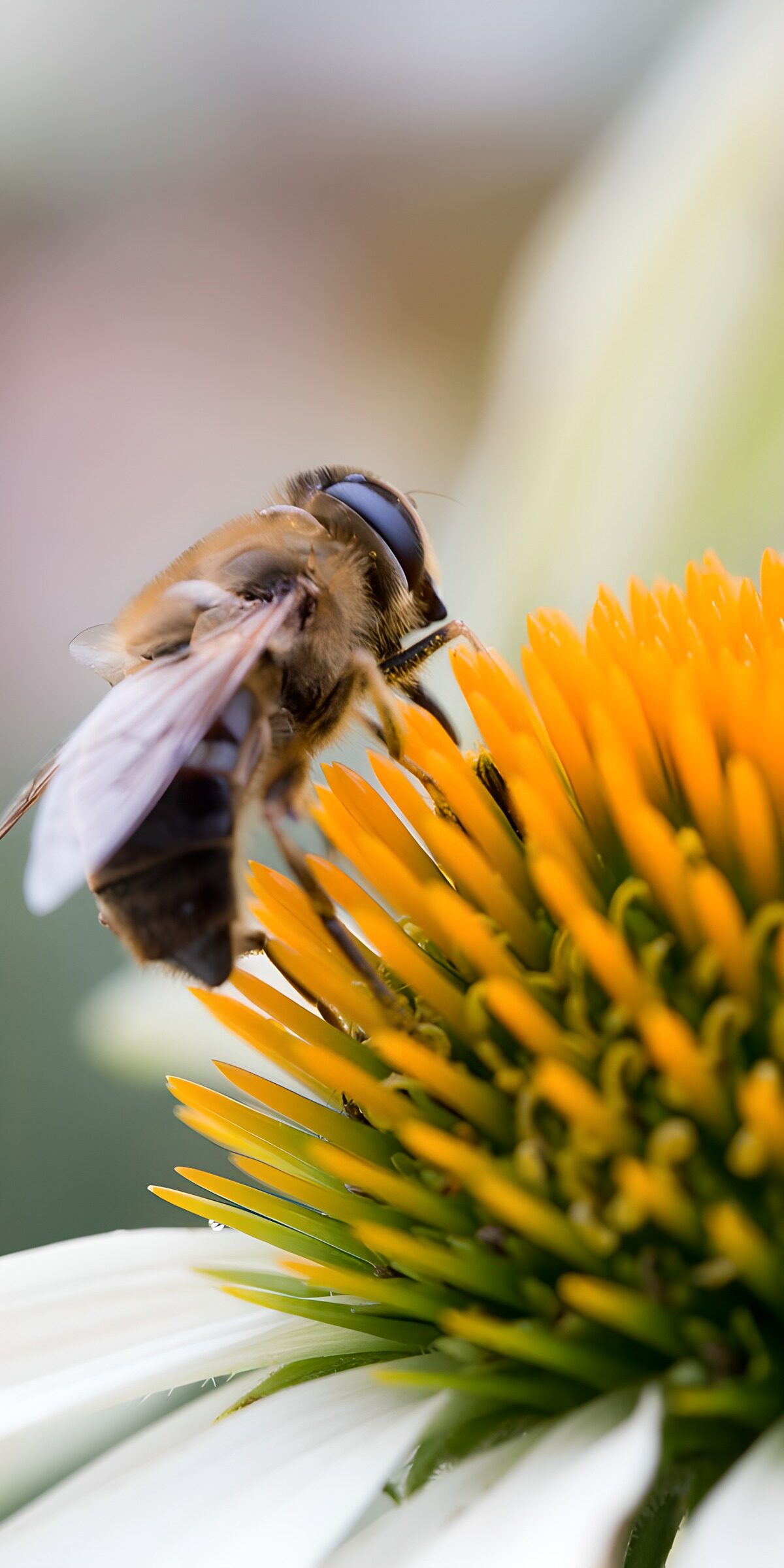 TPDE73774: Biene auf Blume bei der Bestäubung
