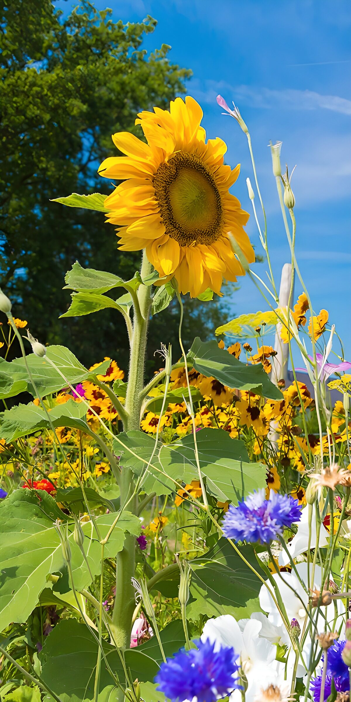 TPDE62643: Sonnenblumenfeld im Sommer