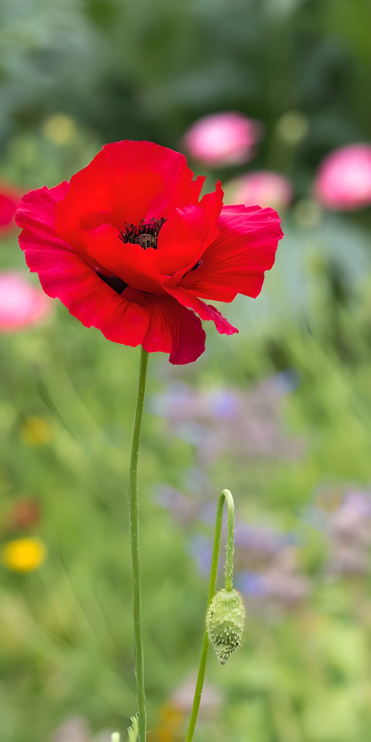 TPDE66314: Rote Mohnblüte im Grünen
