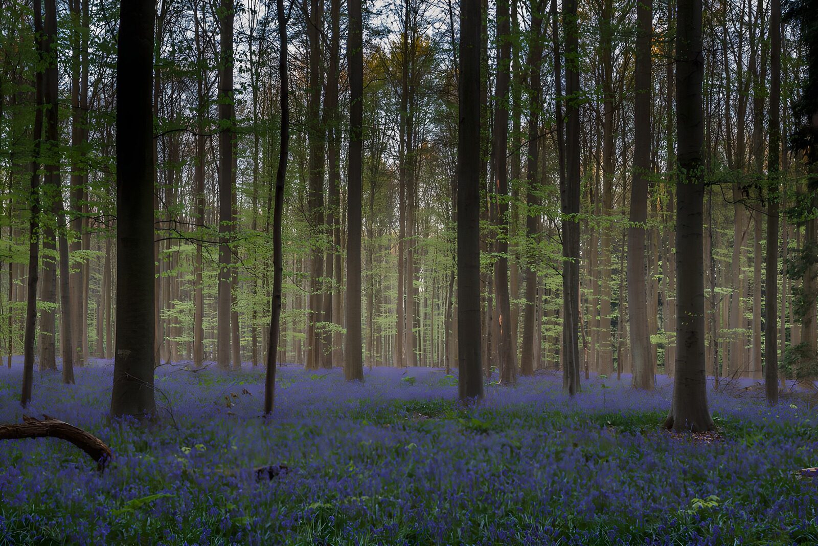 TPDE14382: Blaueblumenwald im Frühling