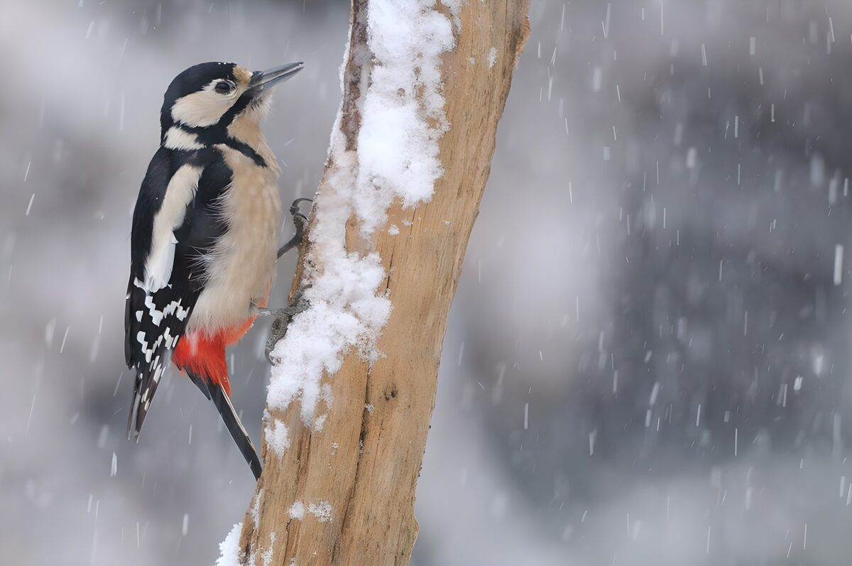 Specht auf einem verschneiten Ast, sucht nach Insekten