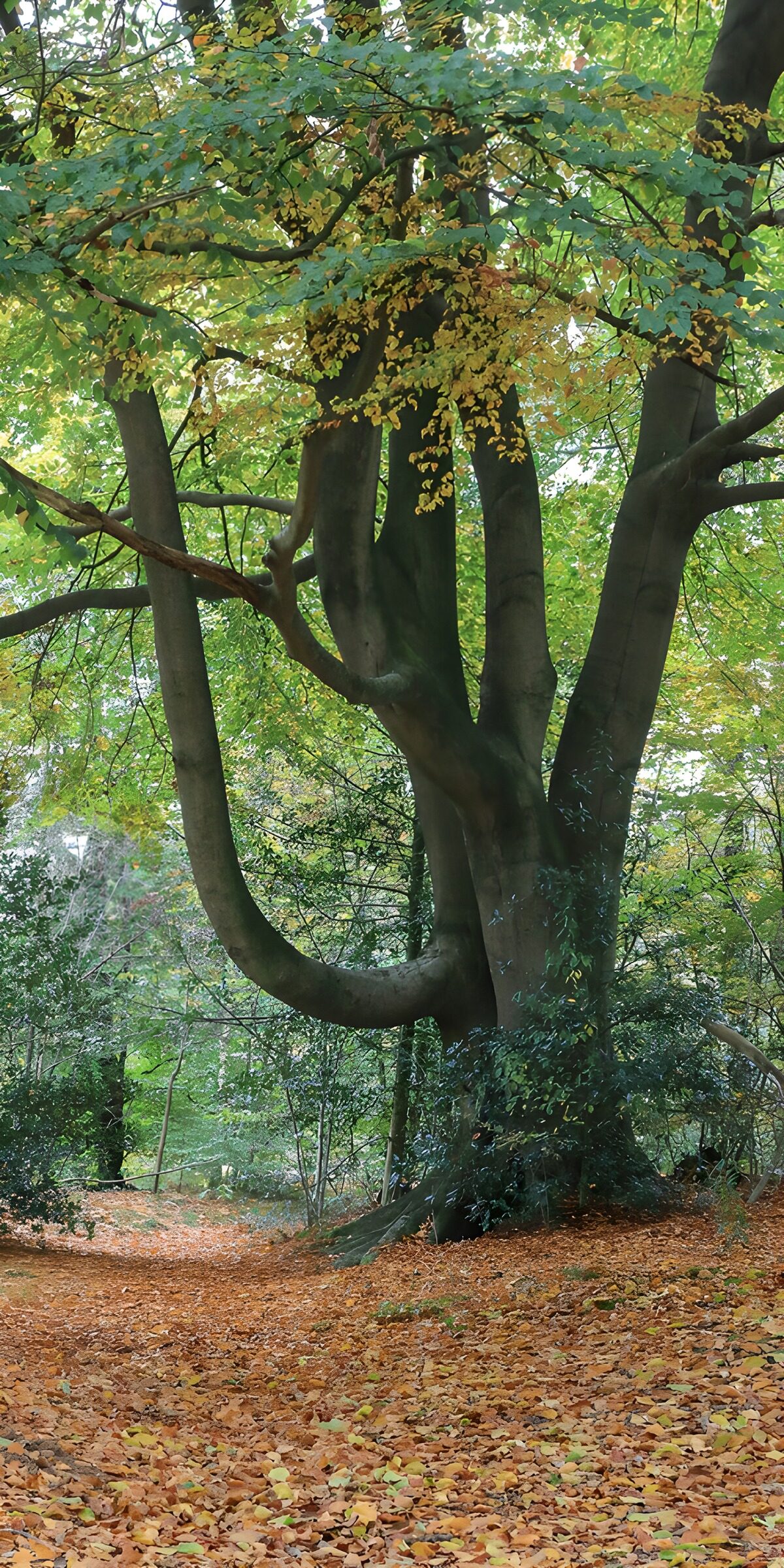 TPDE96347: Ein beeindruckender Baum im Herbst