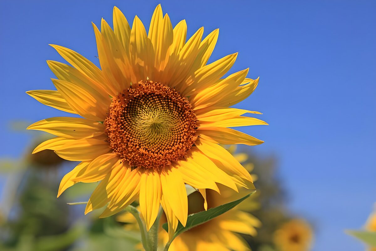 TPDE90112: auffällige Gelbfärbung der Sonnenblume