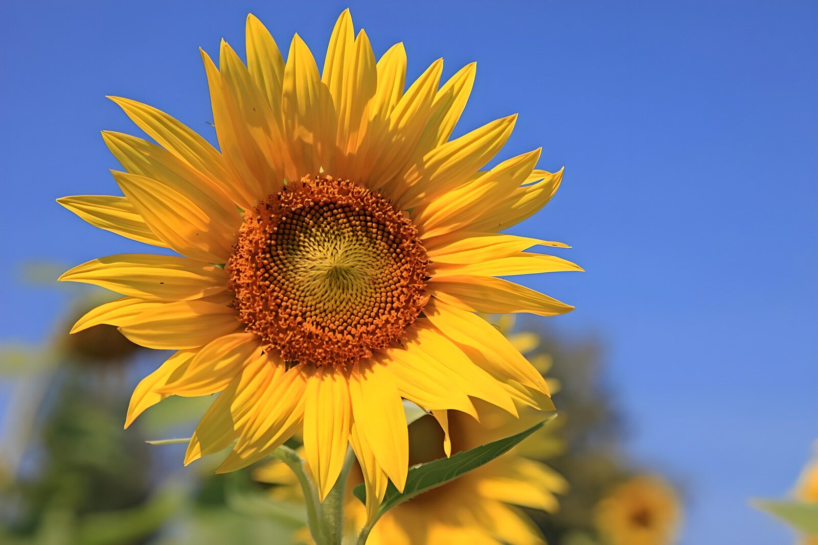 TPDE90112: auffällige Gelbfärbung der Sonnenblume
