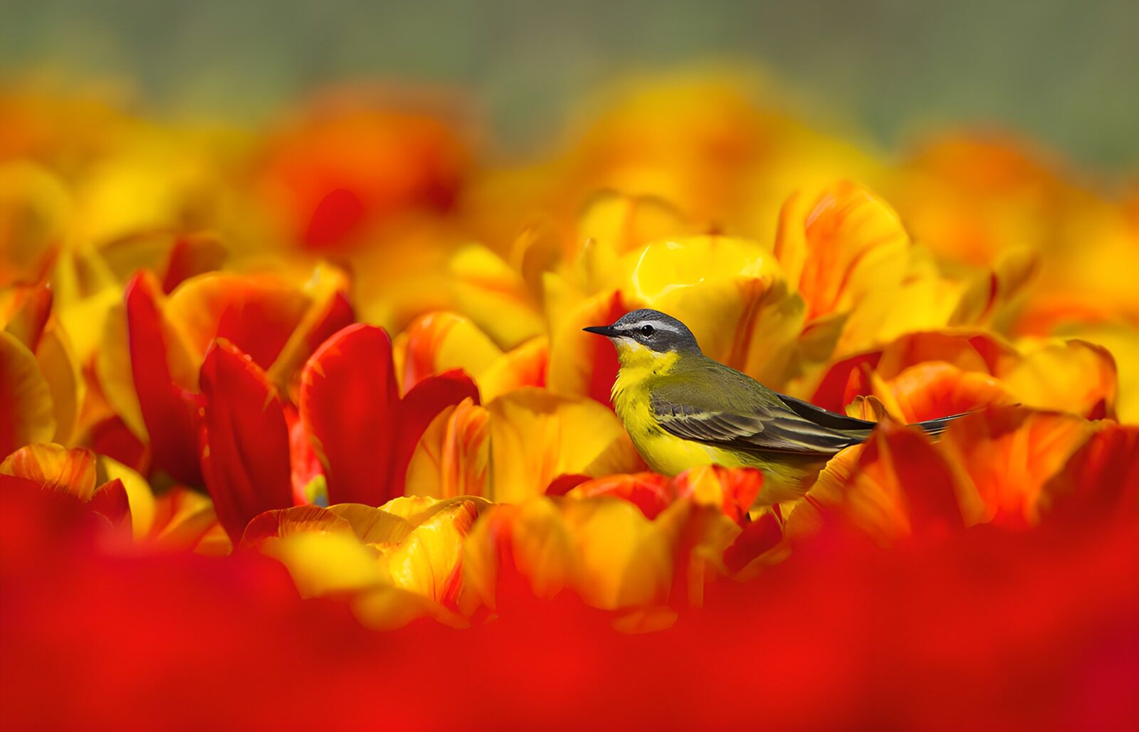 TPDE38639: Vogel im Blumenmeer