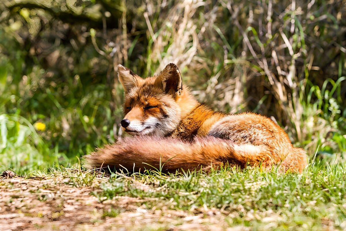 das wunderschöne Fell von einem Fuchs in allerhand Braun- und Gelbtönen