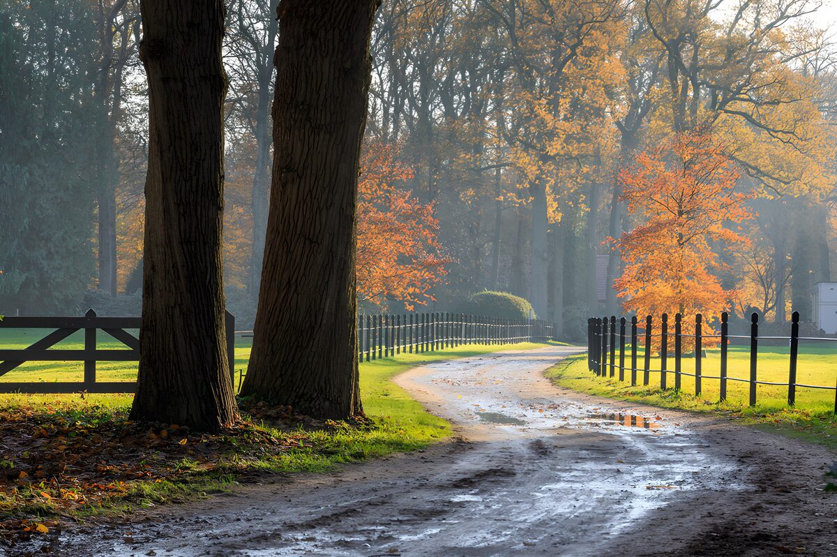TPDE25367: Herbstlicher Weg zwischen zwei Bäumen