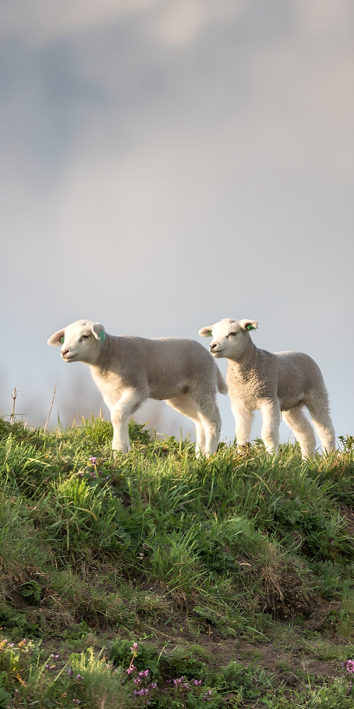 TPDE16806: Zwei junge Lämmer auf der Wiese