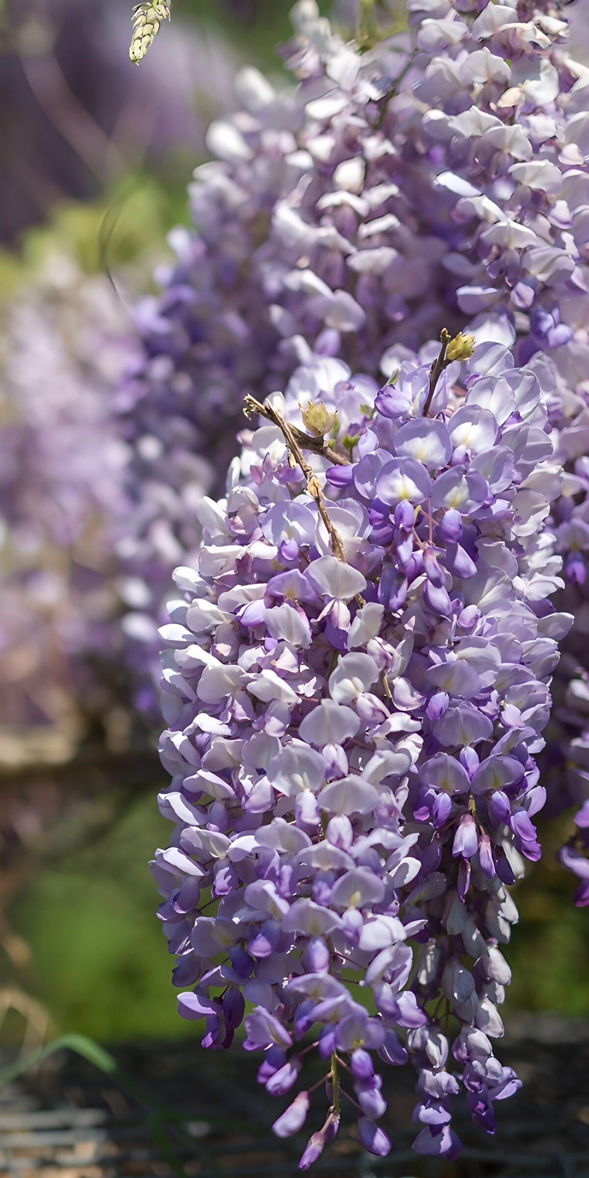 TPDE84500: Wisteria-Blüten im Sonnenlicht