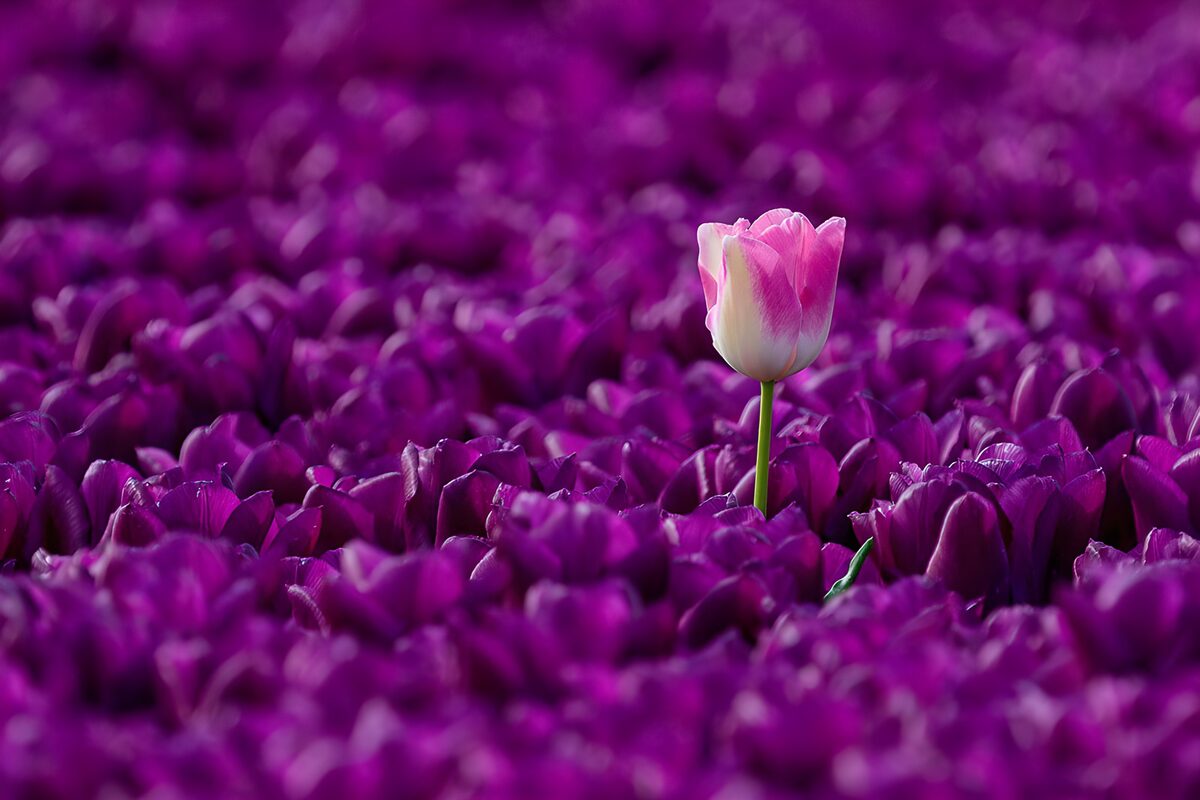 Einzelne Blume in lila Tulpenfeld