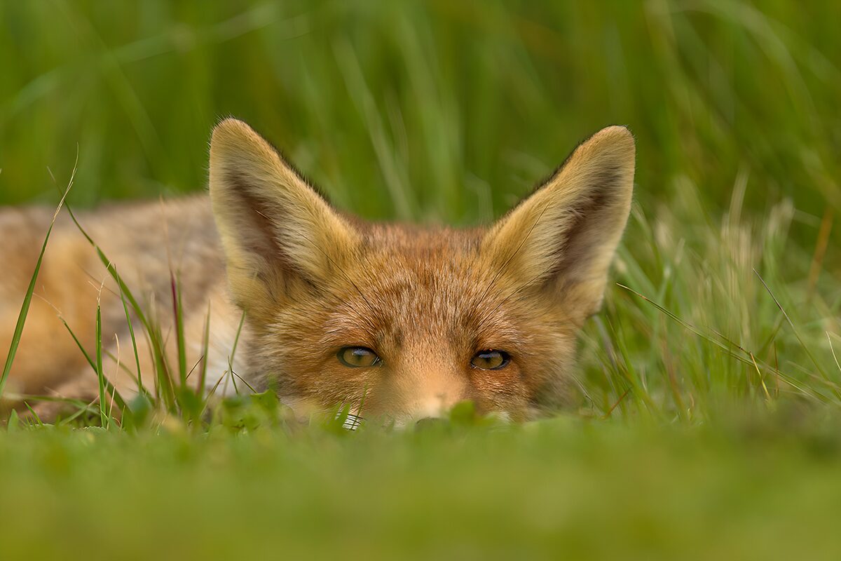 TPDE95766: Schüchterner Fuchs im hohen Gras