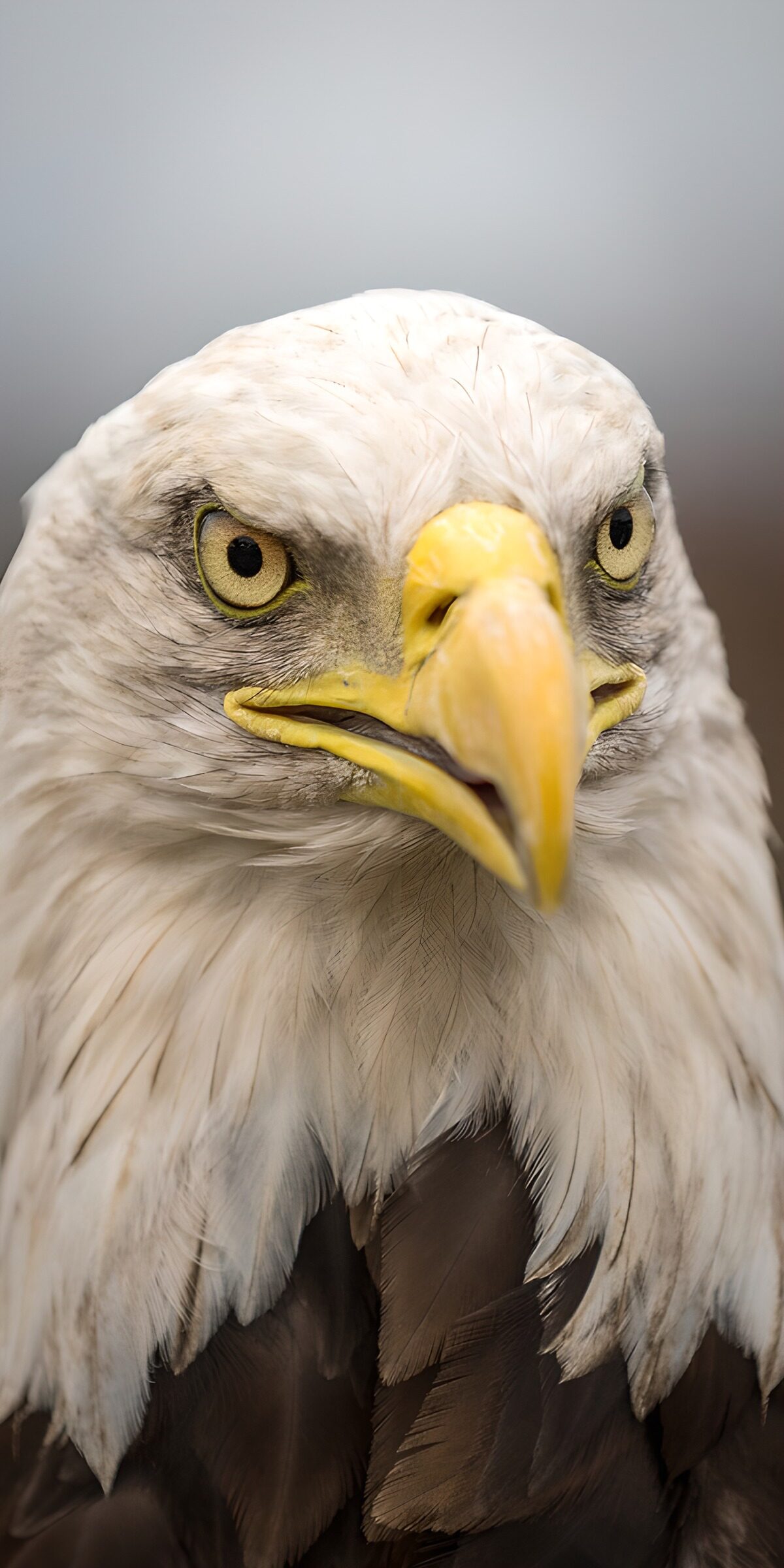 TPDE12454: Majestätischer Weißkopfseeadler