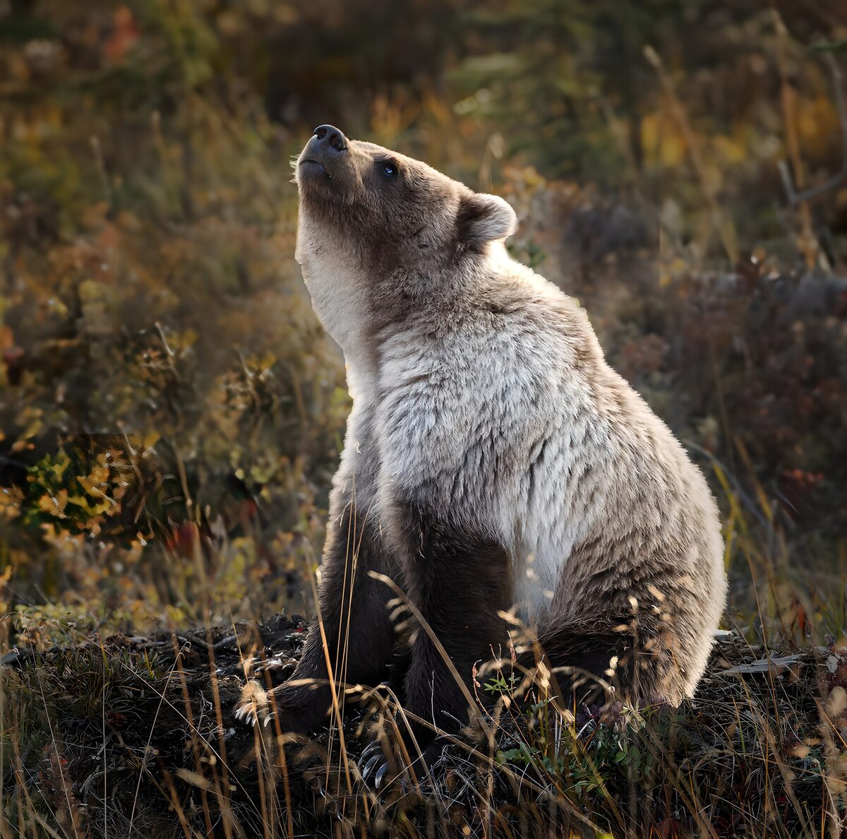 Bär in der Natur