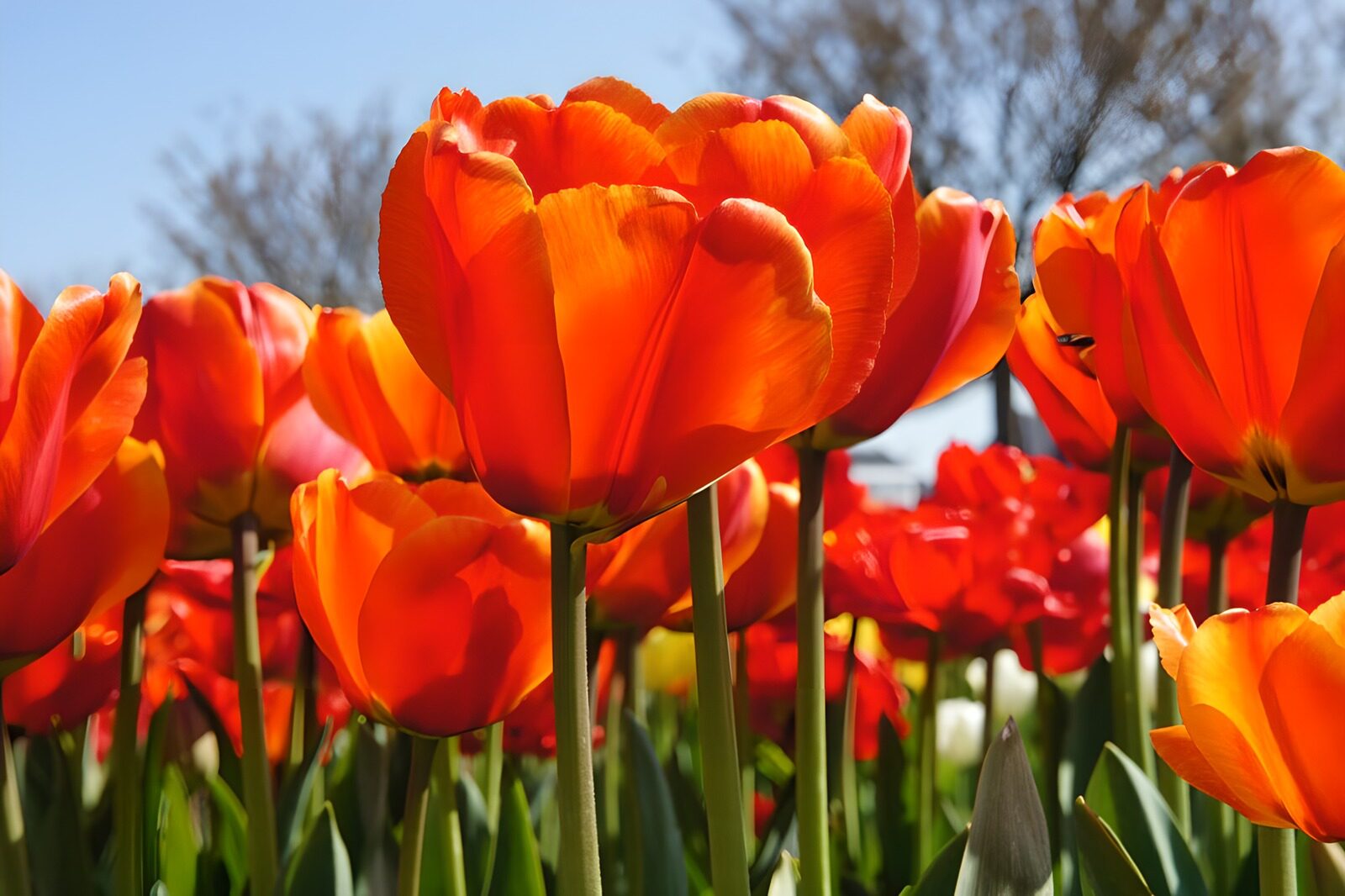 TPDE87169: rot-, orangefarbene Tulipa Couleur Cardinal