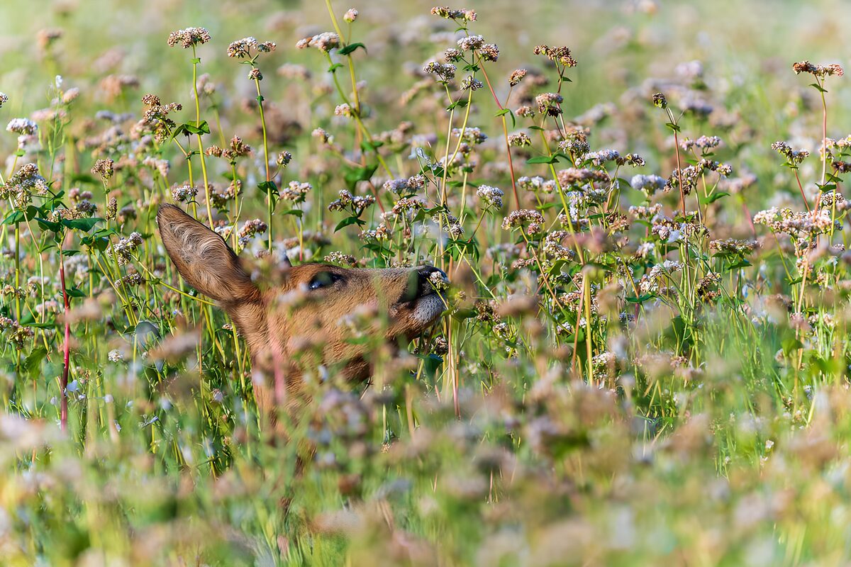 Reh zwischen blühenden Wiesenblumen