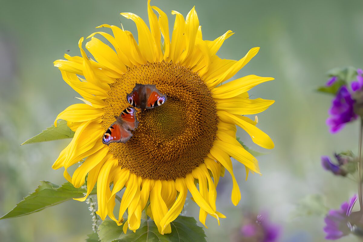 TPDE56175: Schmetterlinge auf einer Sonnenblume