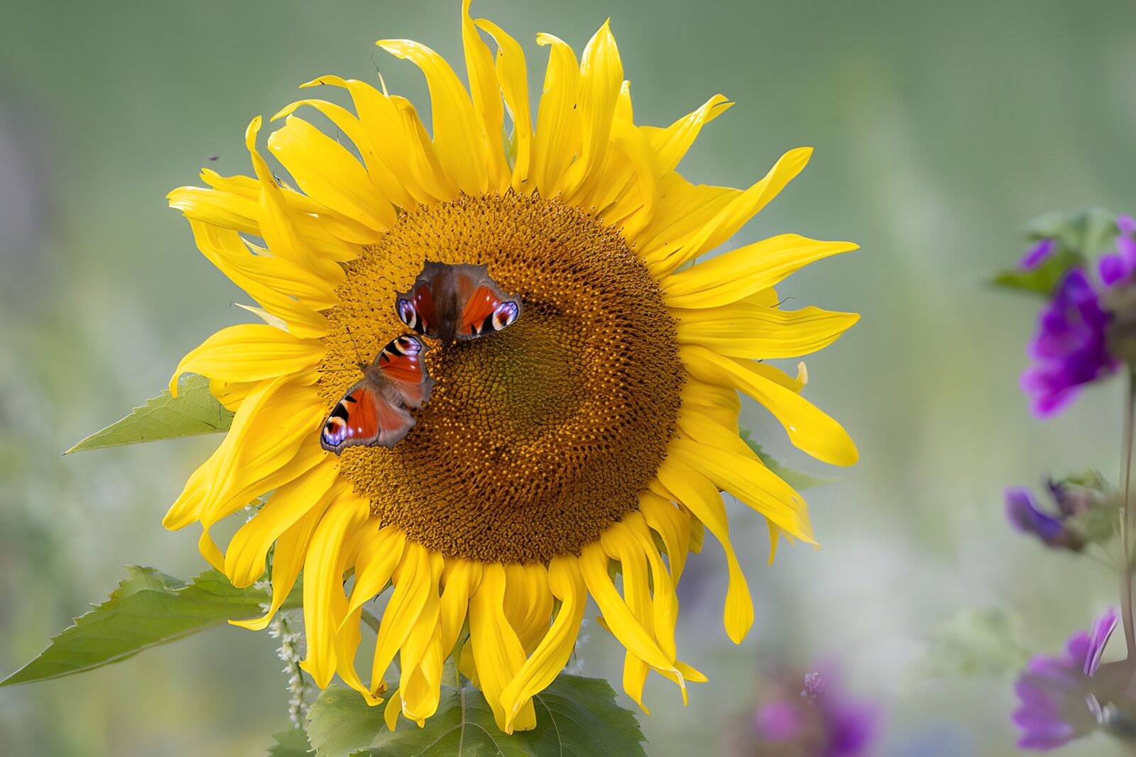 TPDE56175: Schmetterlinge auf einer Sonnenblume