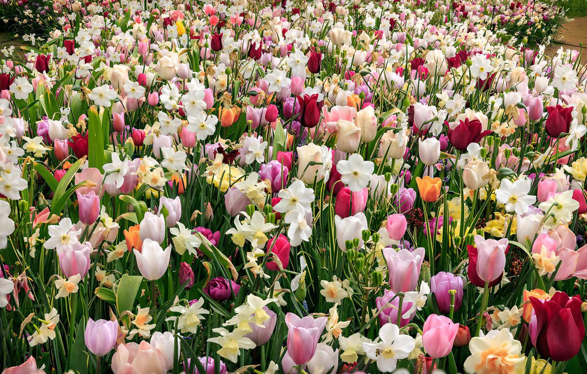TPDE41626: Farbenfrohe Blumenwiese im Frühling