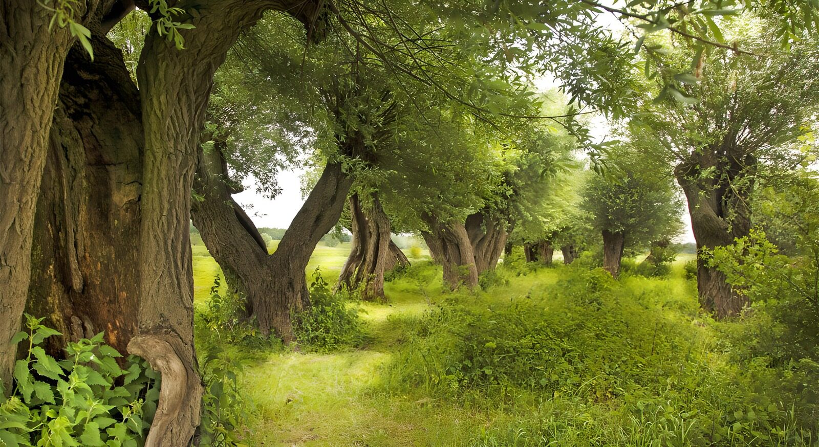TPDE21436: Kopfweiden entlang einen Wanderweg