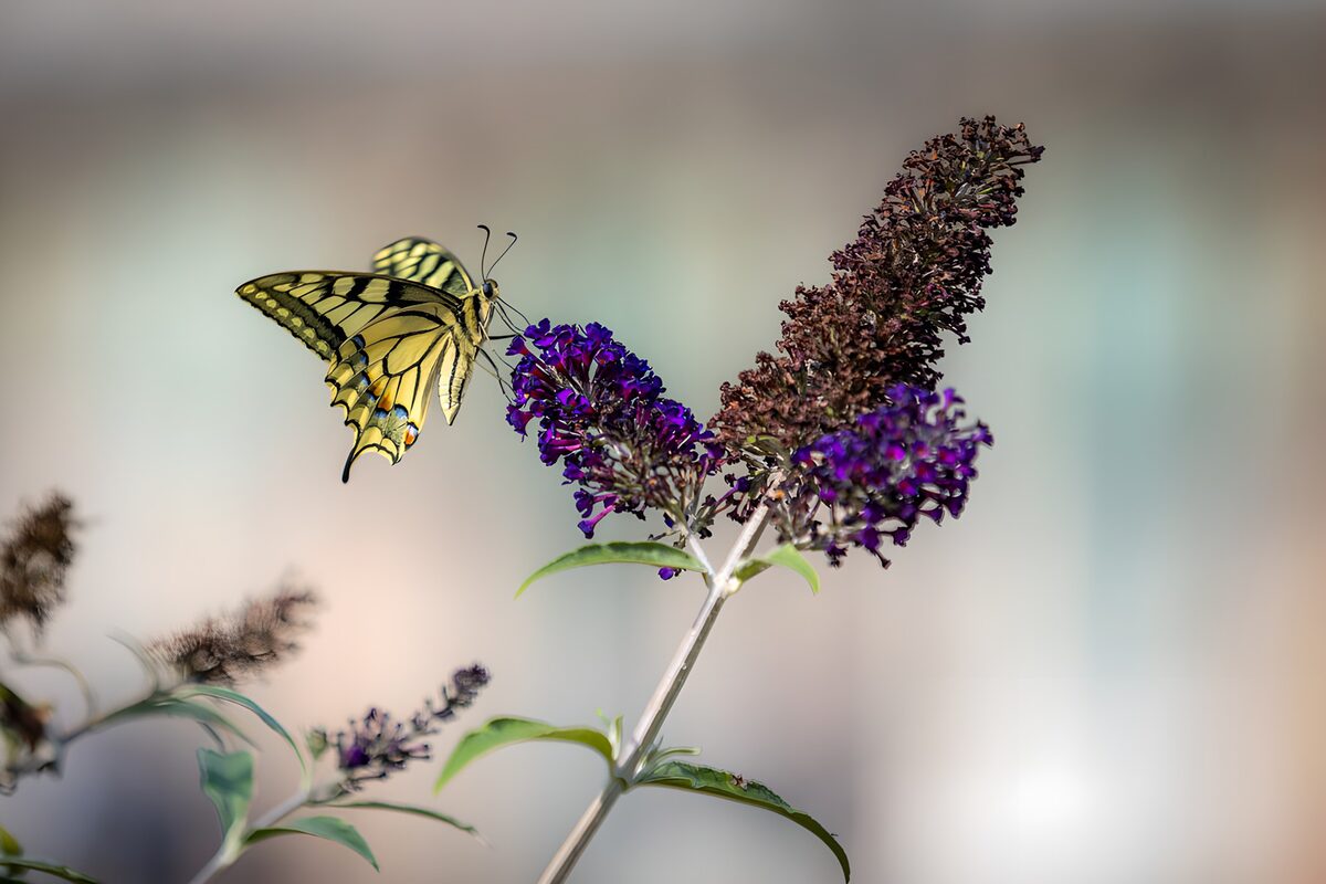 Schmetterling auf blühendem Flieder