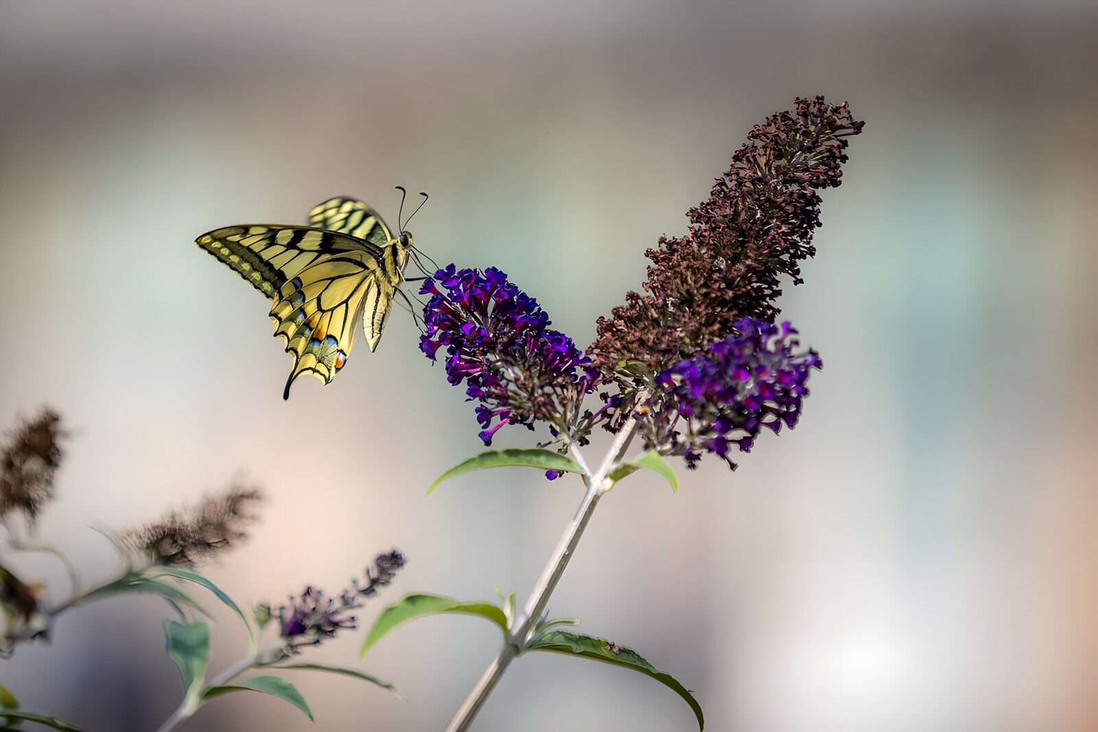 TPDE14502: Schmetterling auf blühendem Flieder