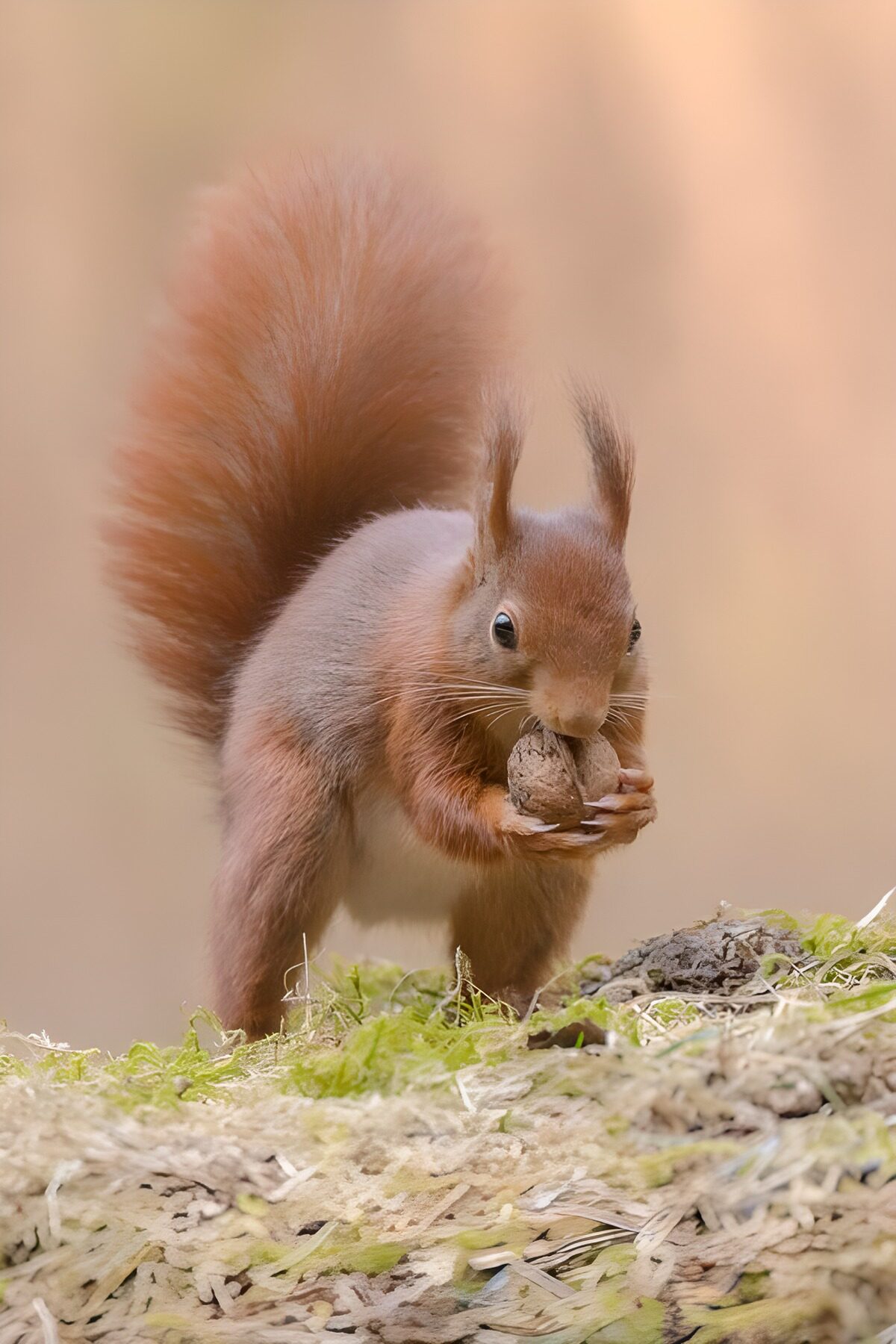 ein Eichhörnchen sammelt Fichtenzapfen  