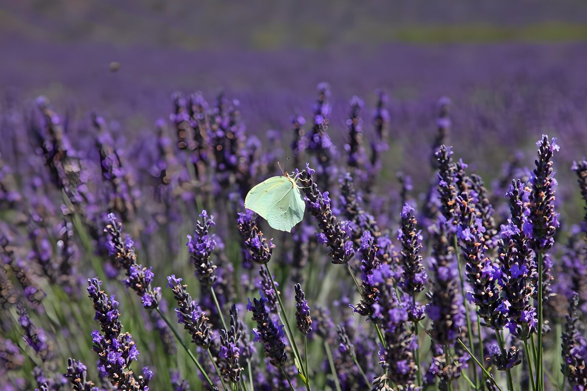 Schmetterling auf Lavendel