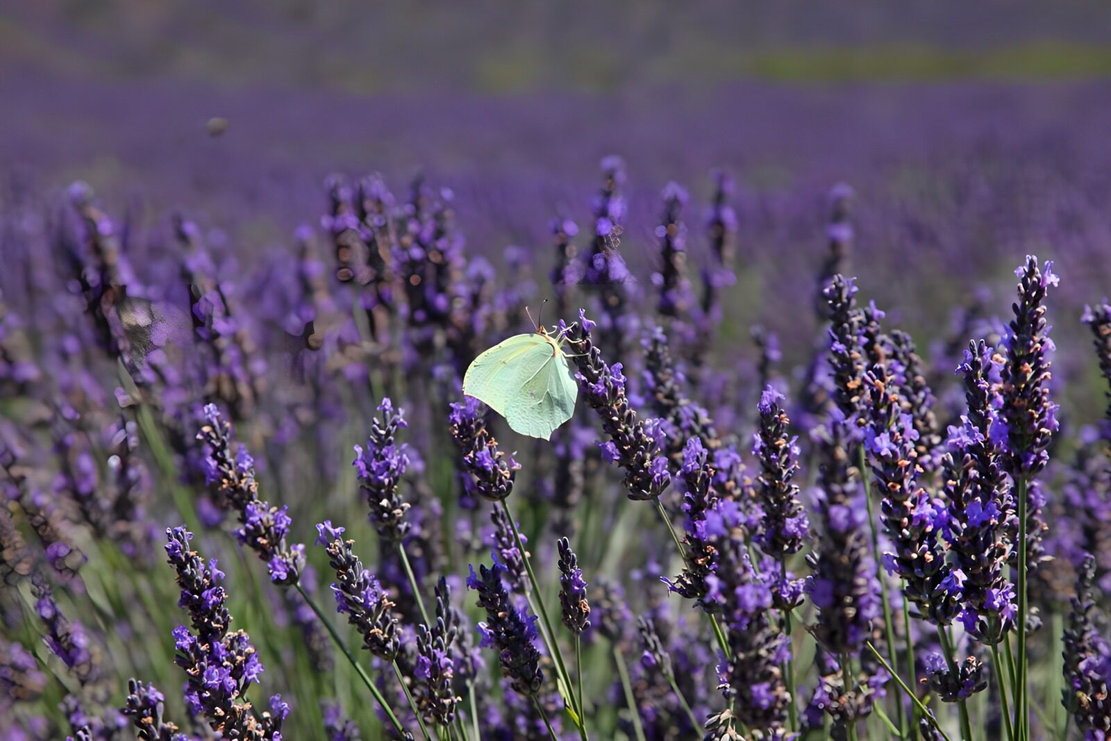 TPDE41687: Schmetterling auf Lavendel