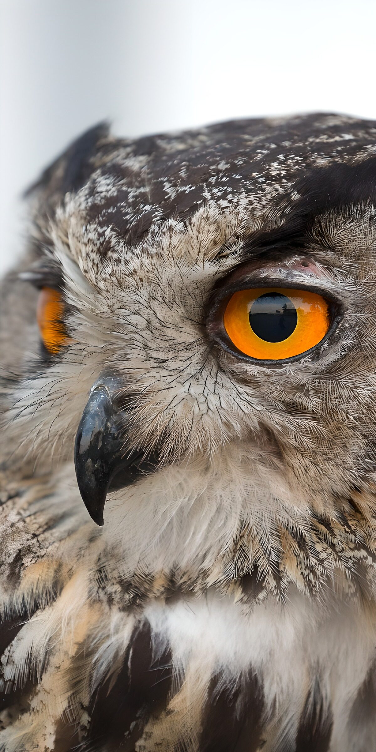 TPDE27014: Uhu mit leuchtend orangefarbenen Augen