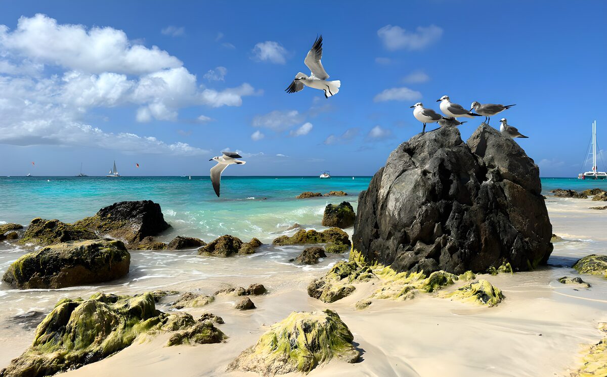 TPDE93621: Ein schöner Strand mit Möwen