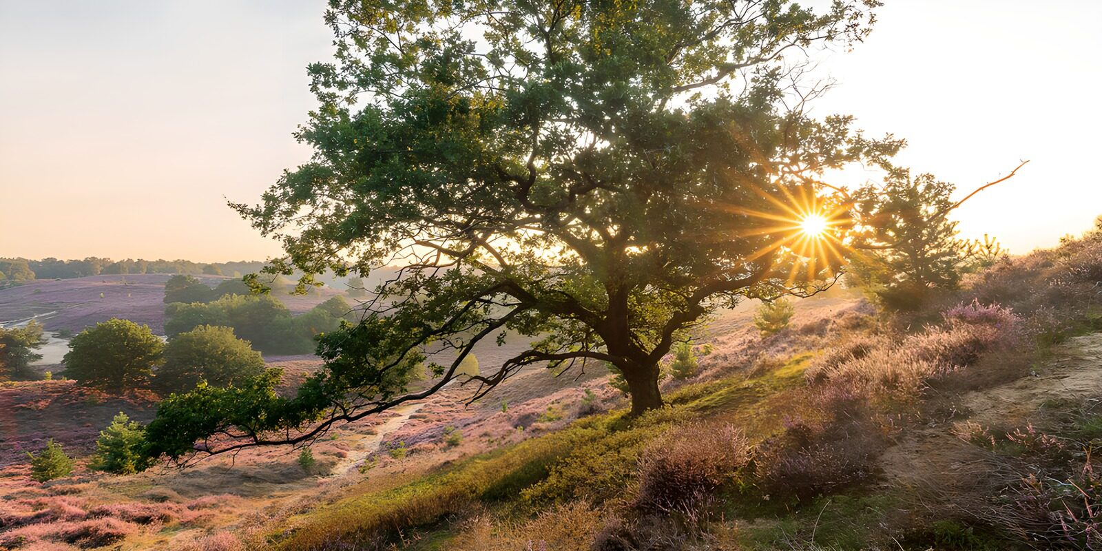 TPDE16508: Sonnenaufgang über der Heidelandschaft