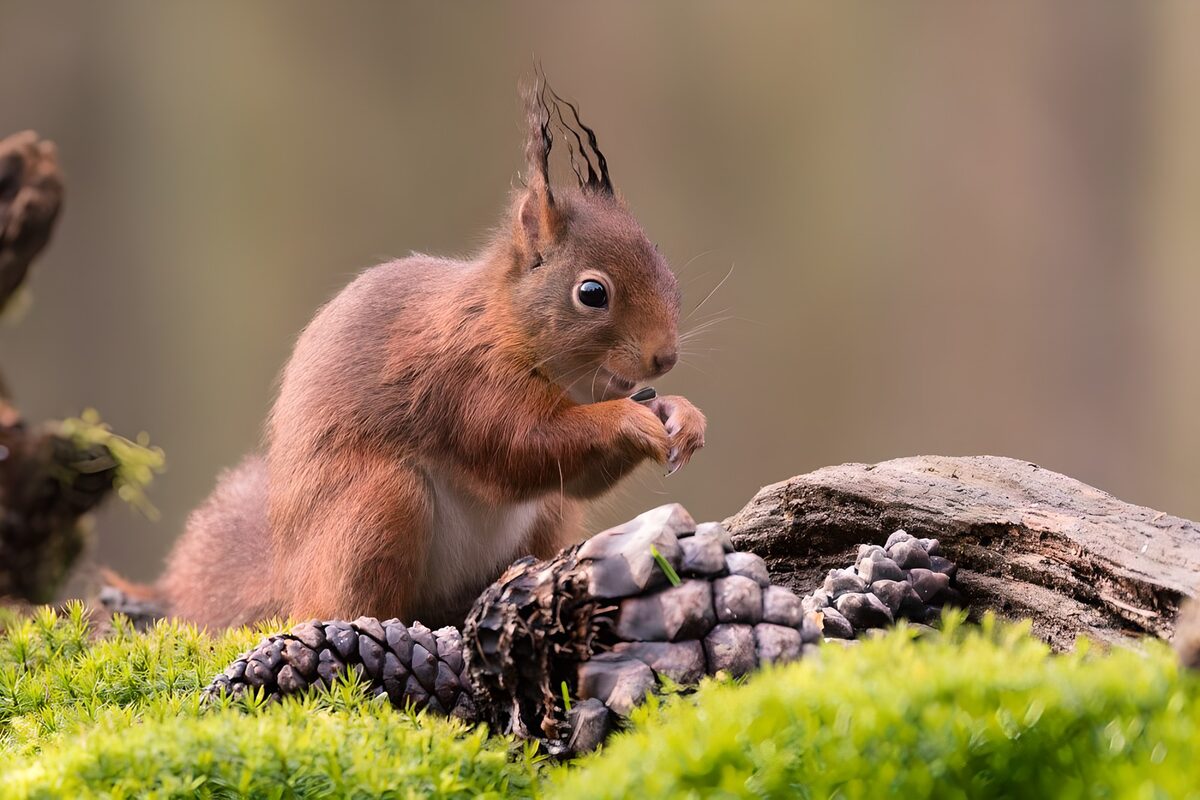 Eichhörnchen ernnährt sich mit den Samen der Fichtenzapfen