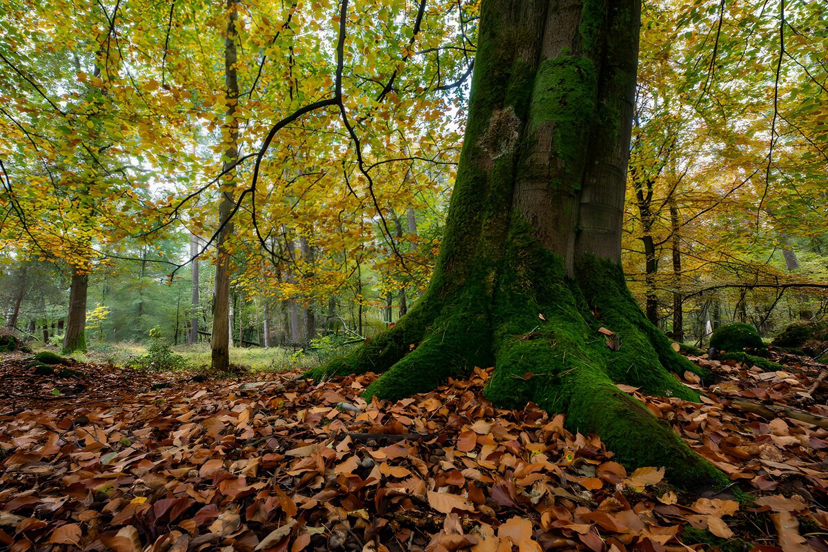 „Herbstliche Waldszene mit moosigen Wurzeln“