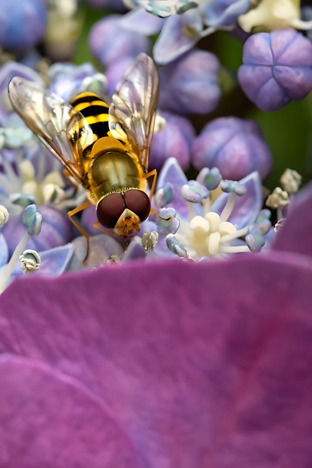 TPDE12290: Honigbiene auf blühender Hortensie