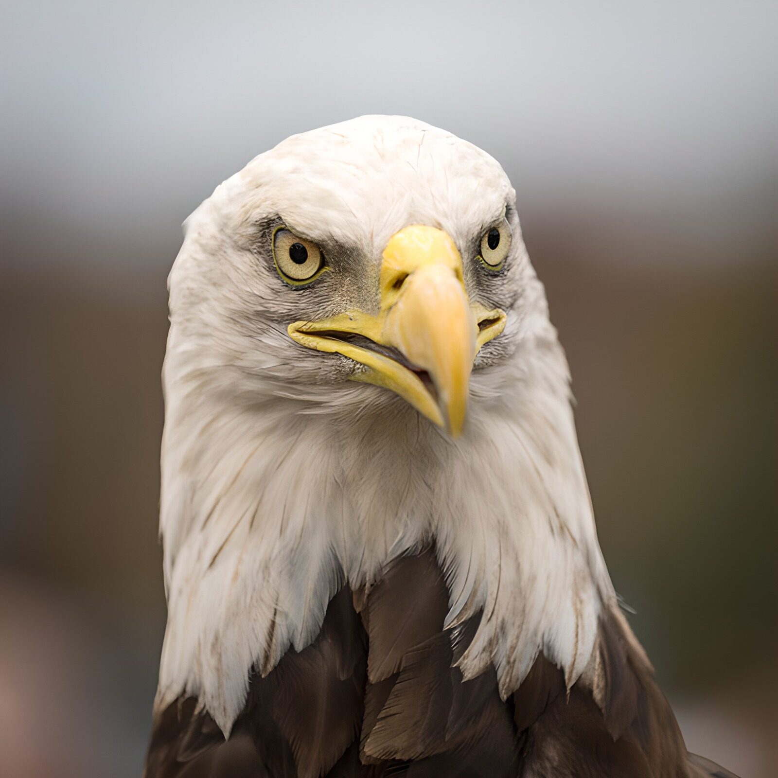 TPDE28288: Eindrucksvolles Bild eines Wappenvogels