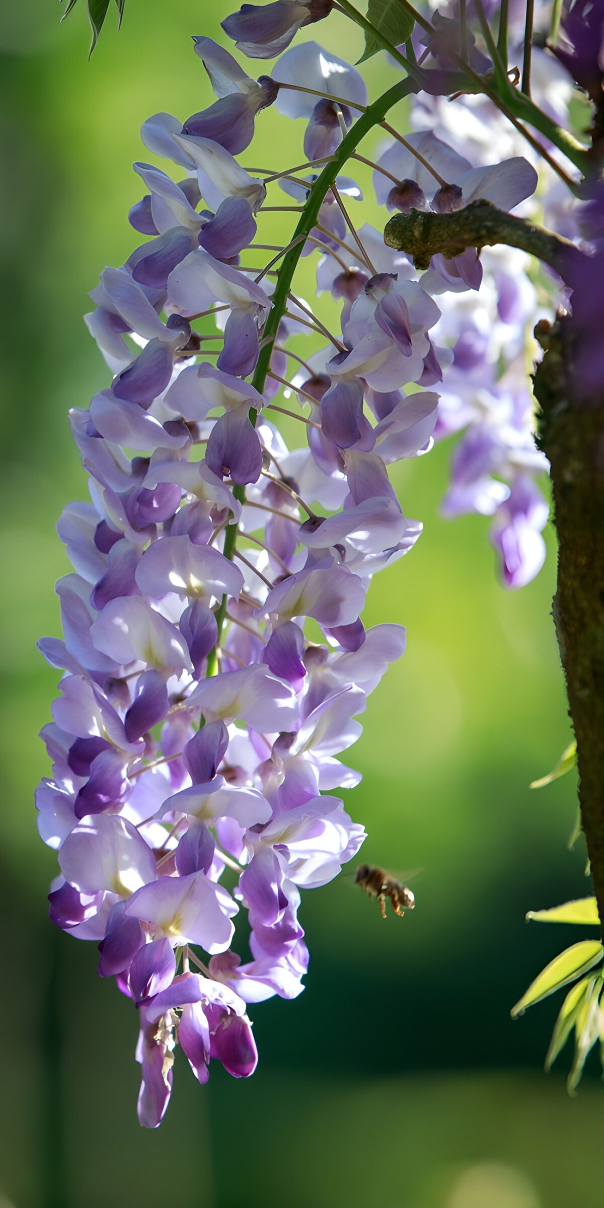TPDE60445: Wisteria in voller Blüte