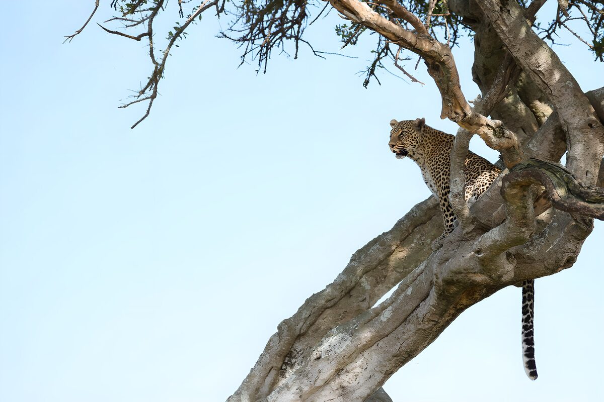 TPDE30596: Leopard auf einem Baum