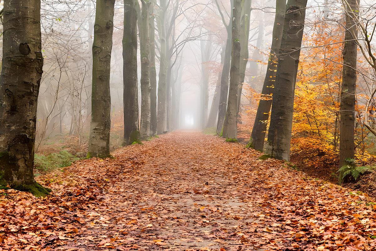 TPDE90377: Blick auf einen Wanderweg an einem kalten Herbsttag