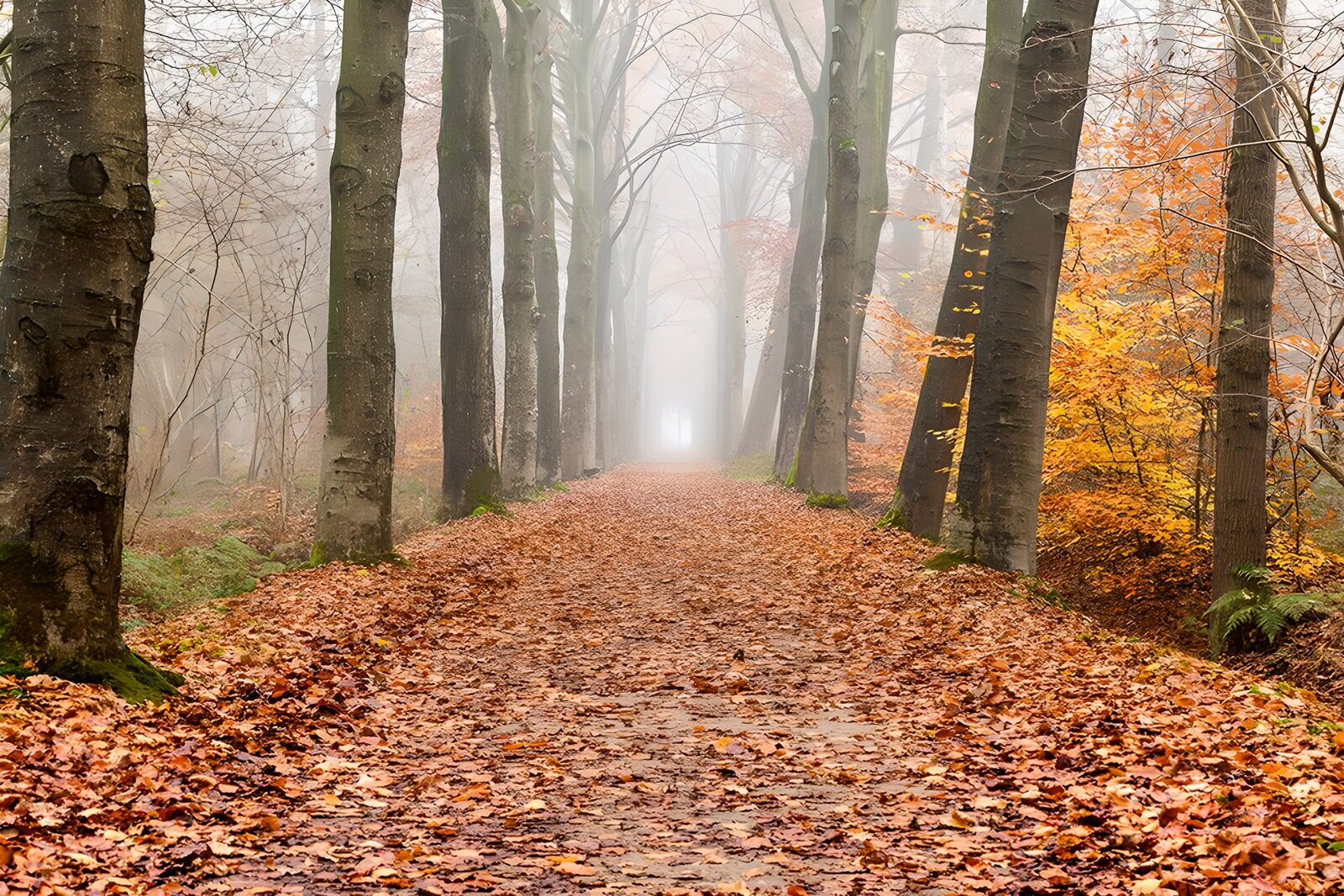 TPDE90377: Blick auf einen Wanderweg an einem kalten Herbsttag