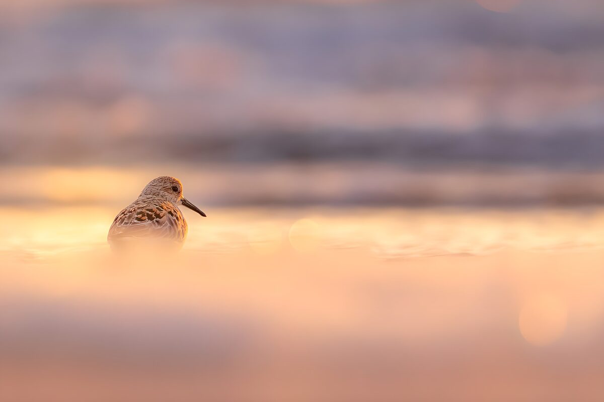 TPDE21798: Sandpiper am goldenen Strand