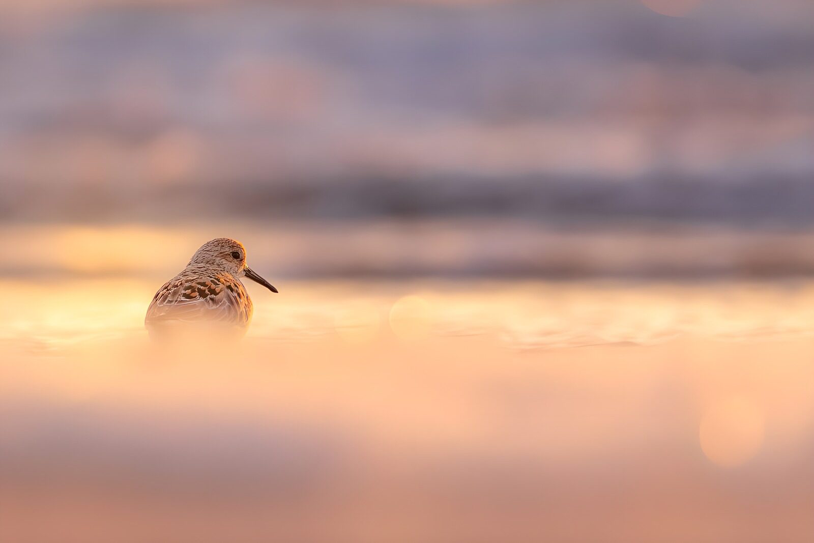TPDE21798: Sandpiper am goldenen Strand
