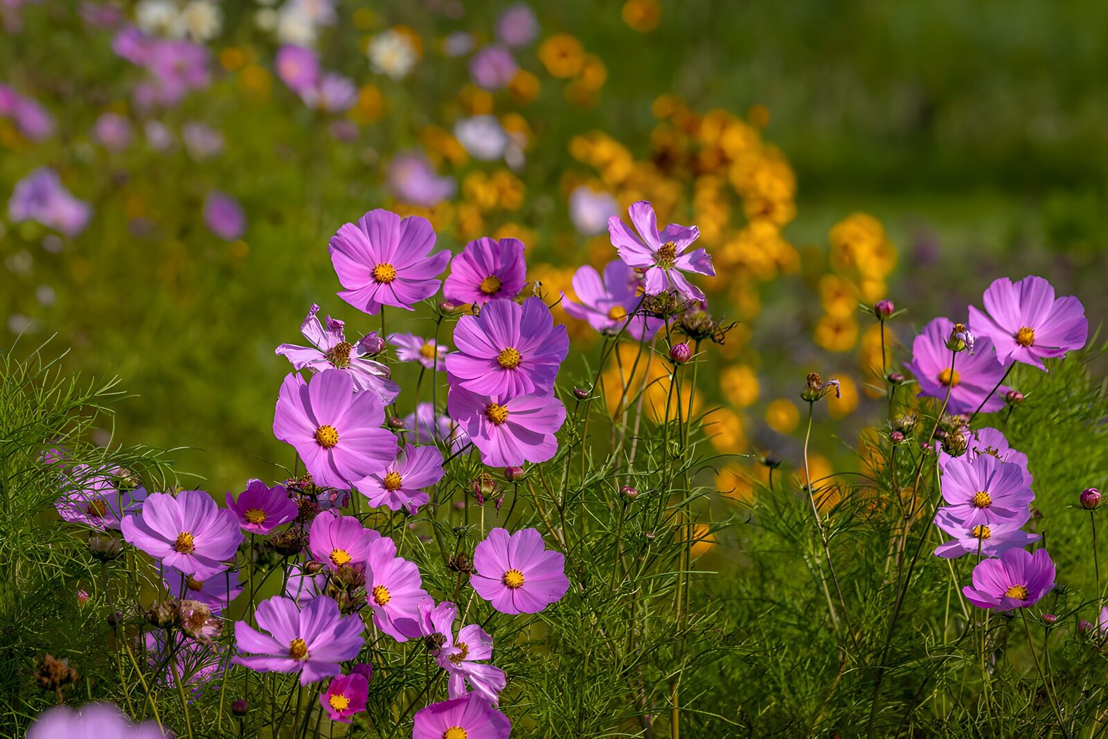 TPDE20649: Bunte Blumenwiese im Sonnenschein