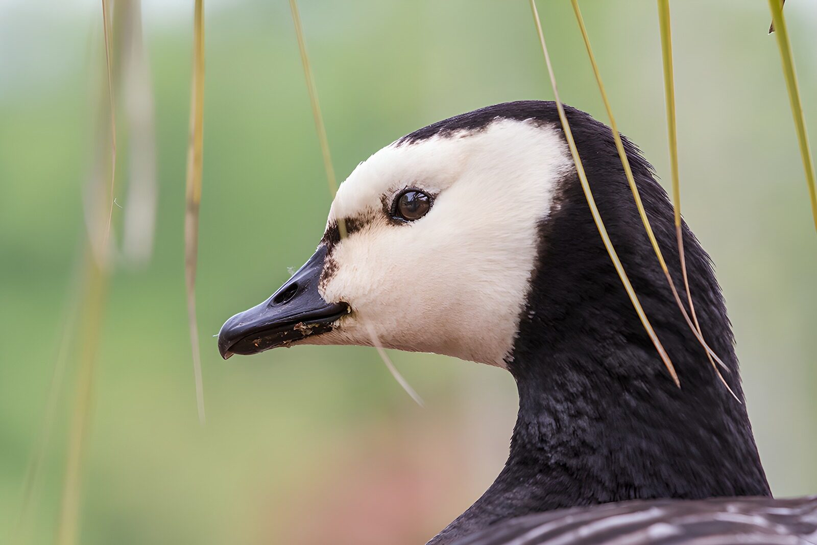 TPDE38154: Weißkopf-Gans im Grünen