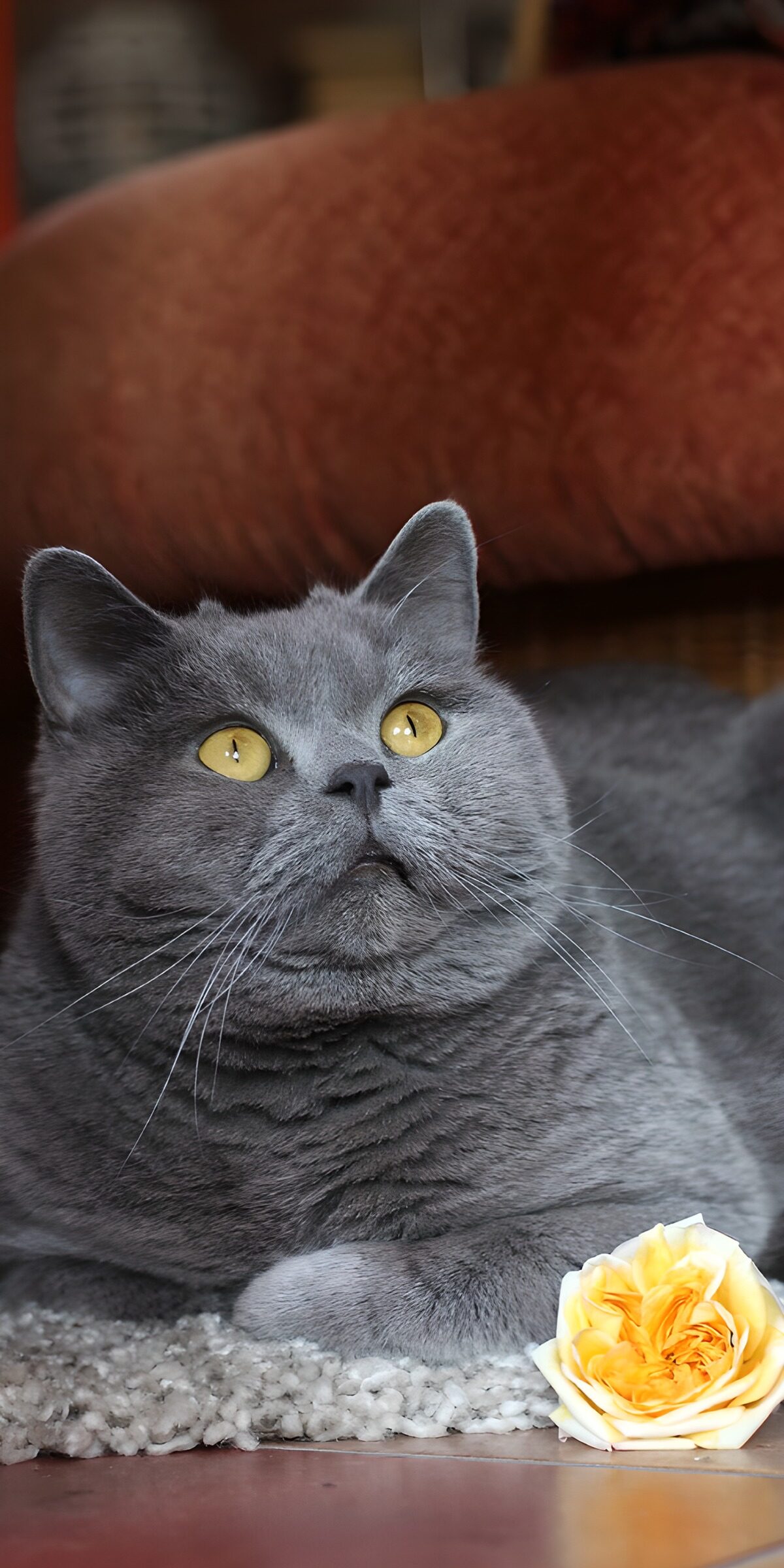 TPDE28476: Graue Katze mit blühender Rose