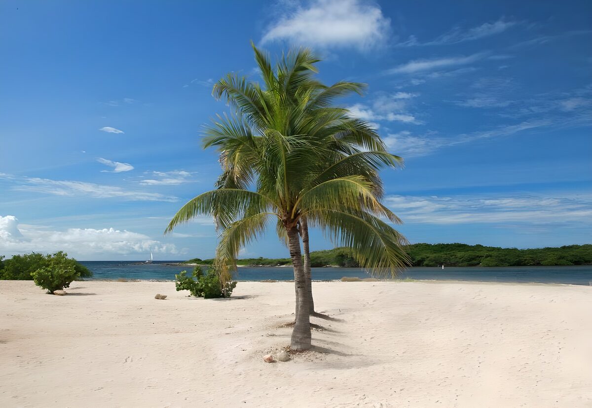 TPDE56421: eine einsame Insel mit Palmen, Bäumen und Stauden
