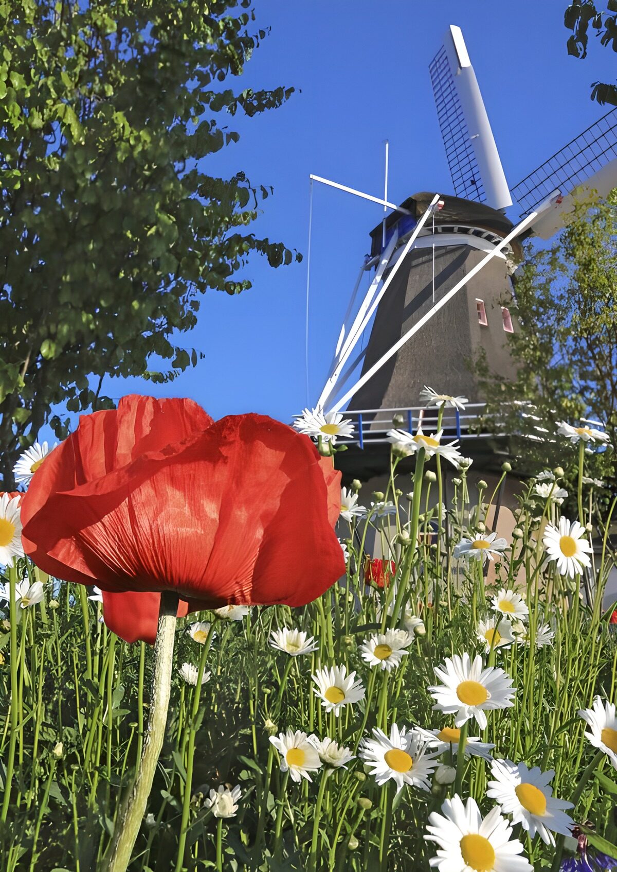 TPDE99522: Klatschmohn und Strauchmargariten in der Nähe einer Mühle